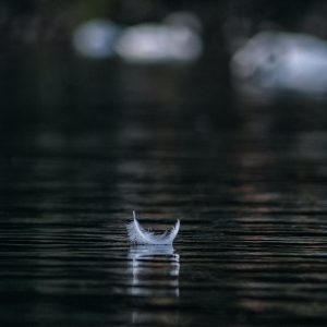 photo of a feather on water